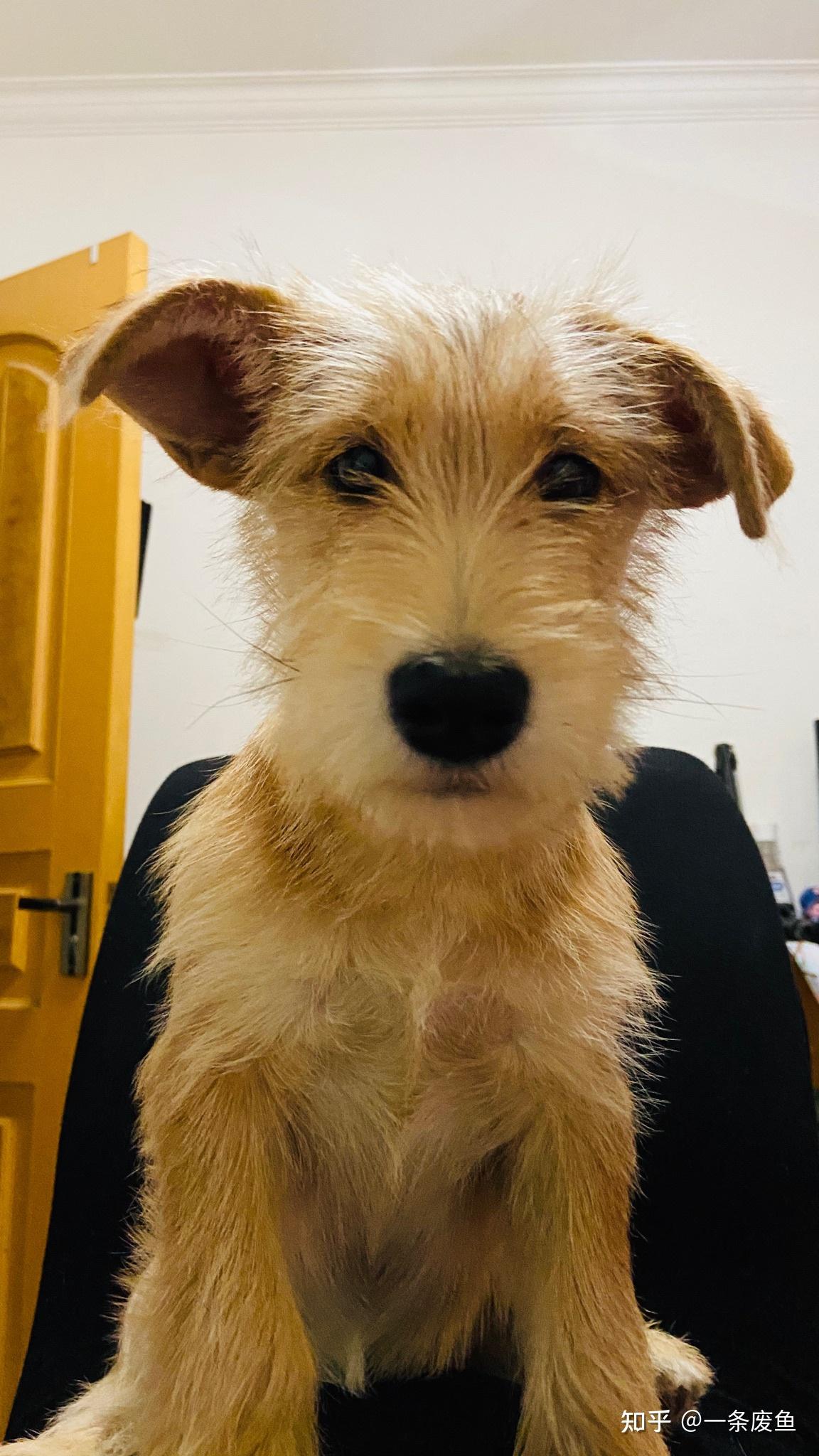 什么时候你觉得你家狗子是一只心机狗? - 知乎