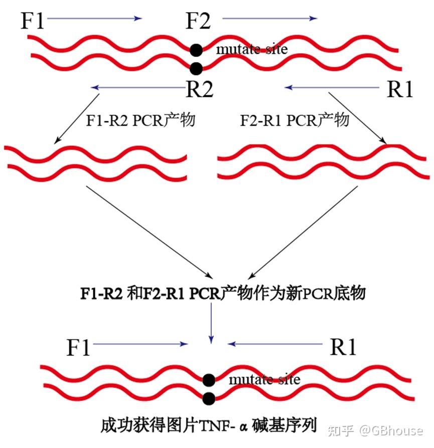 如何构建基因点突变序列从理论到实践-手把手教学 - 知乎