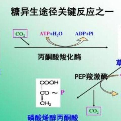 糖异生的过程图示图片