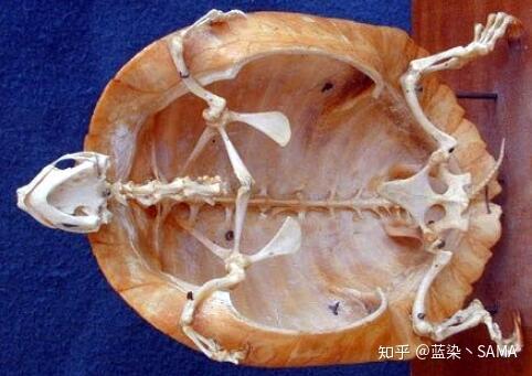 长知识了，原来乌龟进化出龟壳，并不是为了自我保护 - 知乎