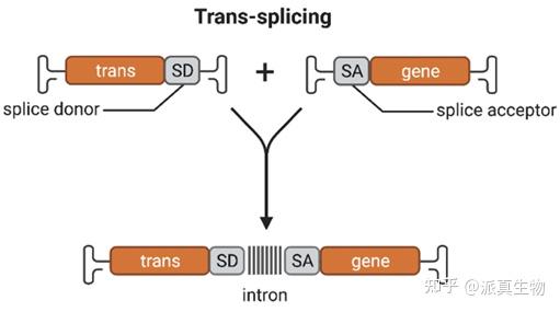 技术干货 | 【独家】大片段基因拆分秘籍，让AAV递送畅通无阻 - 知乎