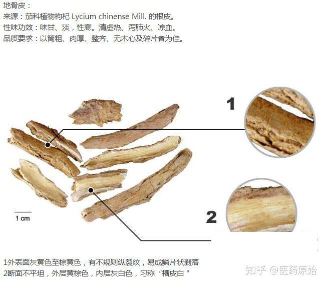 带你识别地骨皮 - 知乎