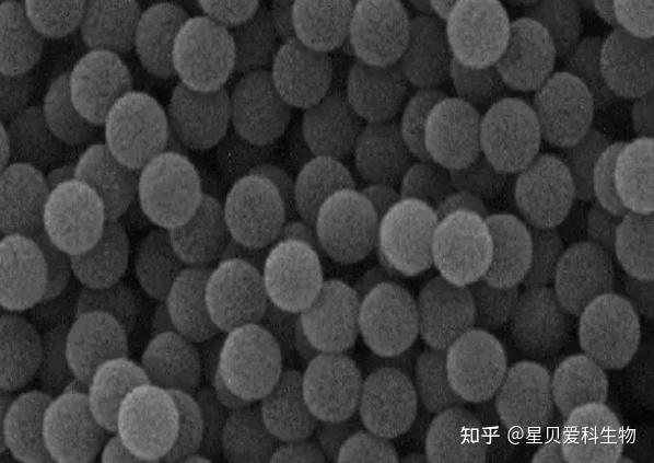 ps微球粉末20nm-200um,PS Microspheres - 知乎