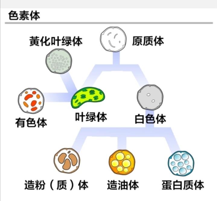 绿色植物细胞中是否含白色体? 