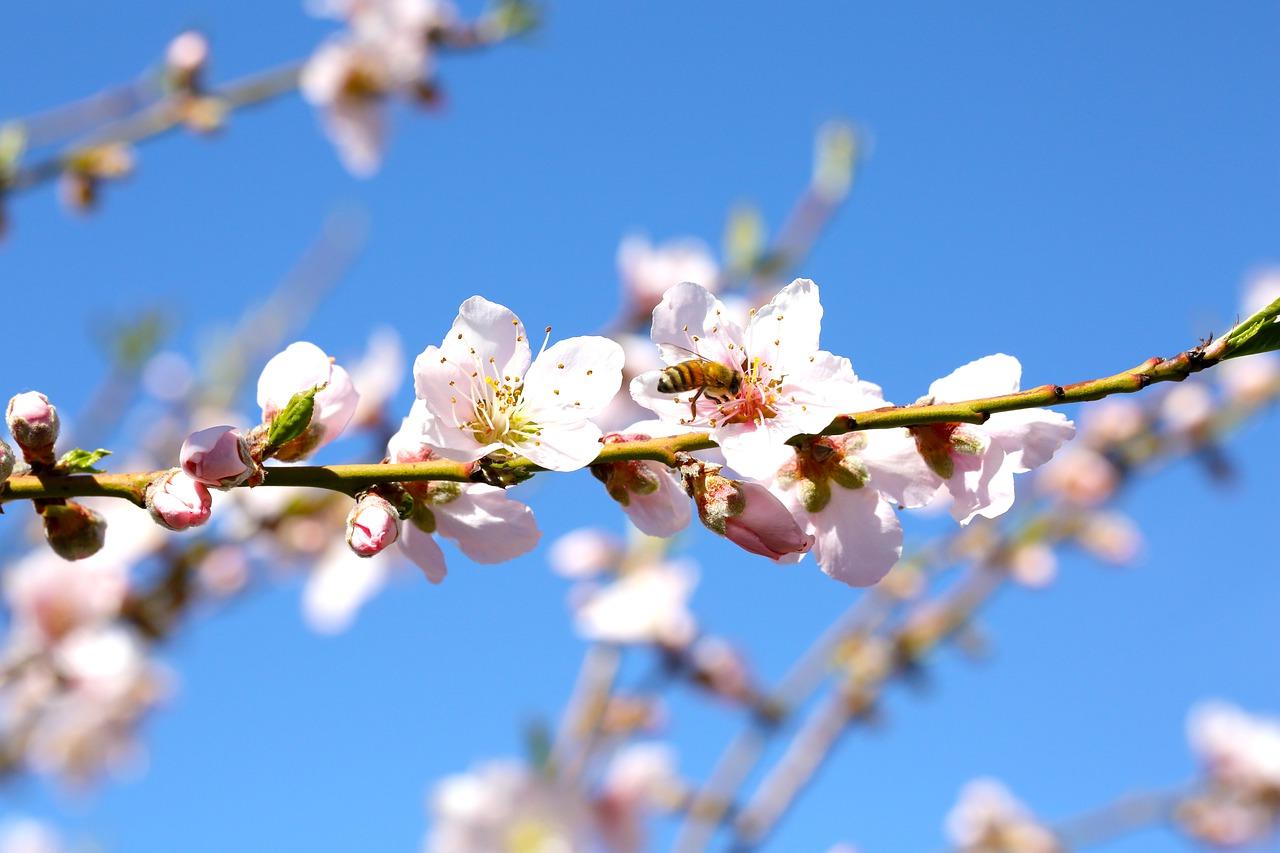 梅园学校什么时候建