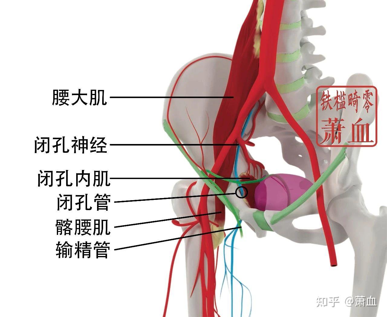周围神|闭孔神经 - 知乎