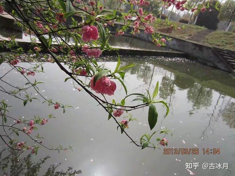 夹岸桃花蘸水开的古诗意境该如何拍摄