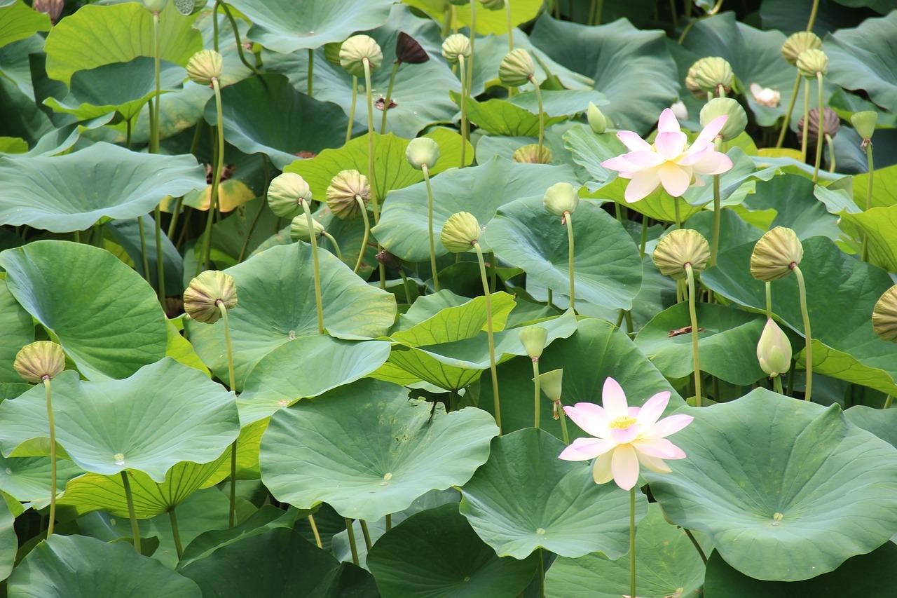 3. 莲花区房价走势