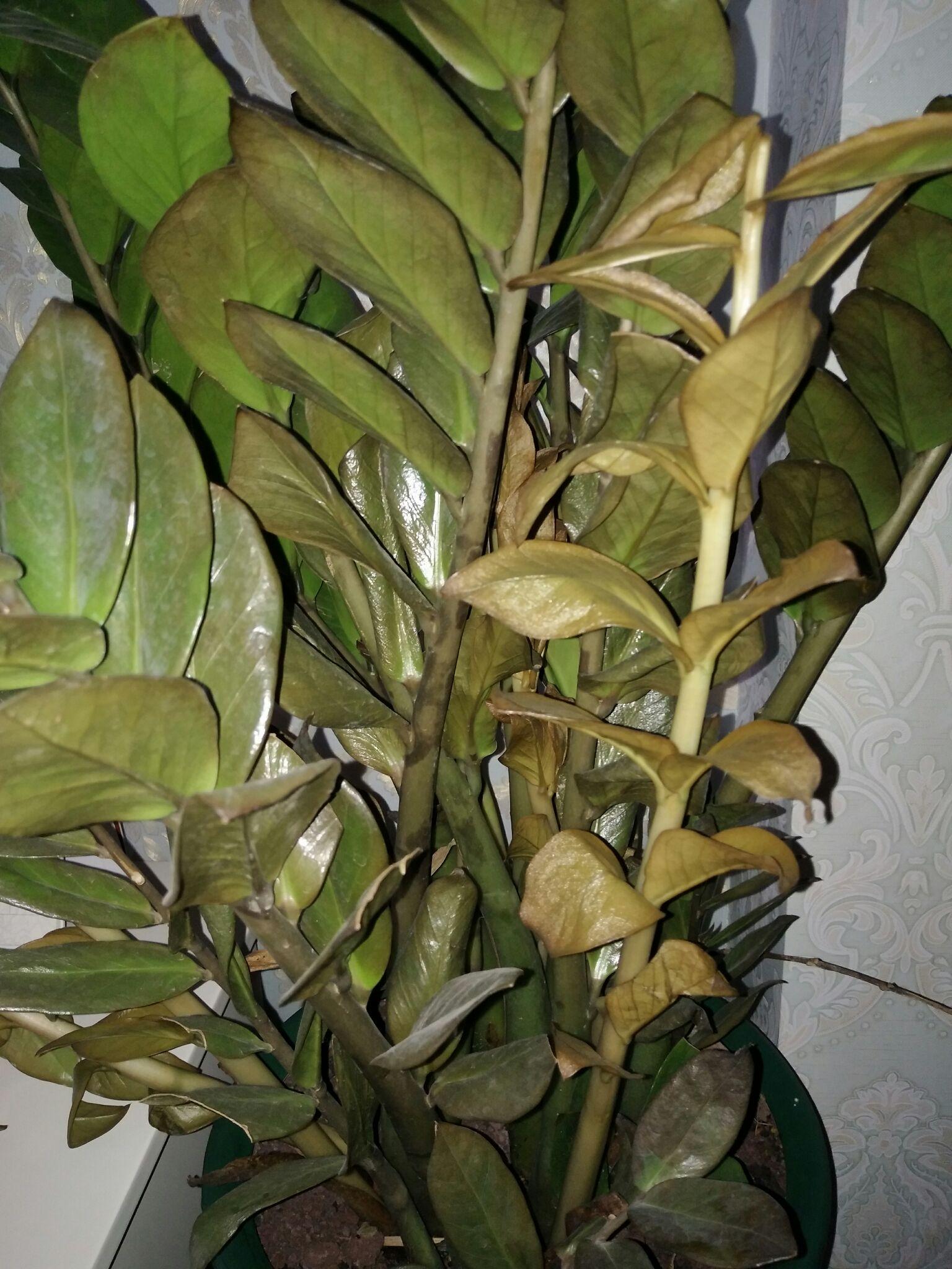 我的金钱树枯死了怎么办