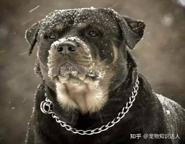 狗界排行榜之最帅的狗,网友:这颜值要逆天 - 知乎