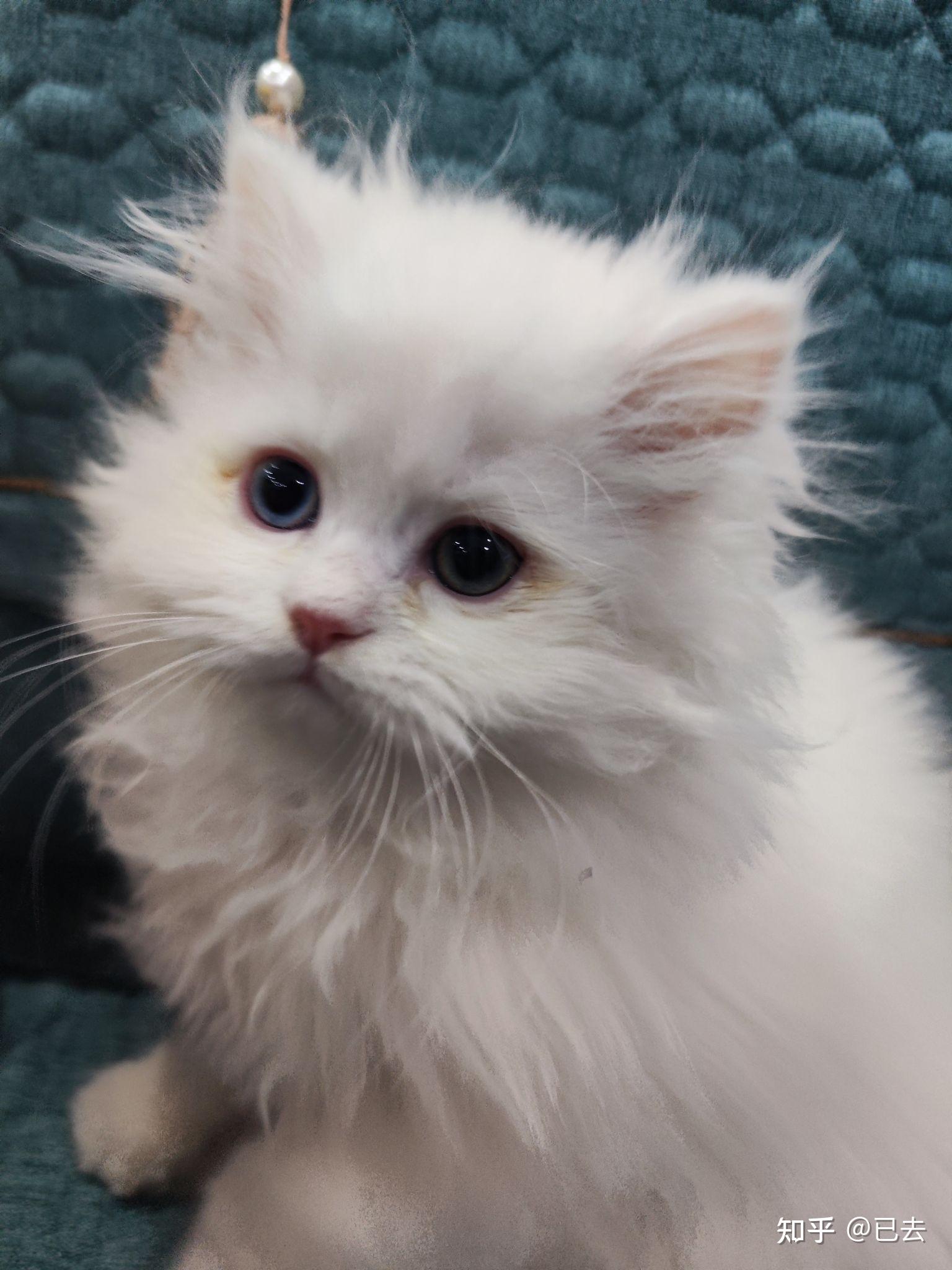 金吉拉有纯白色的吗?