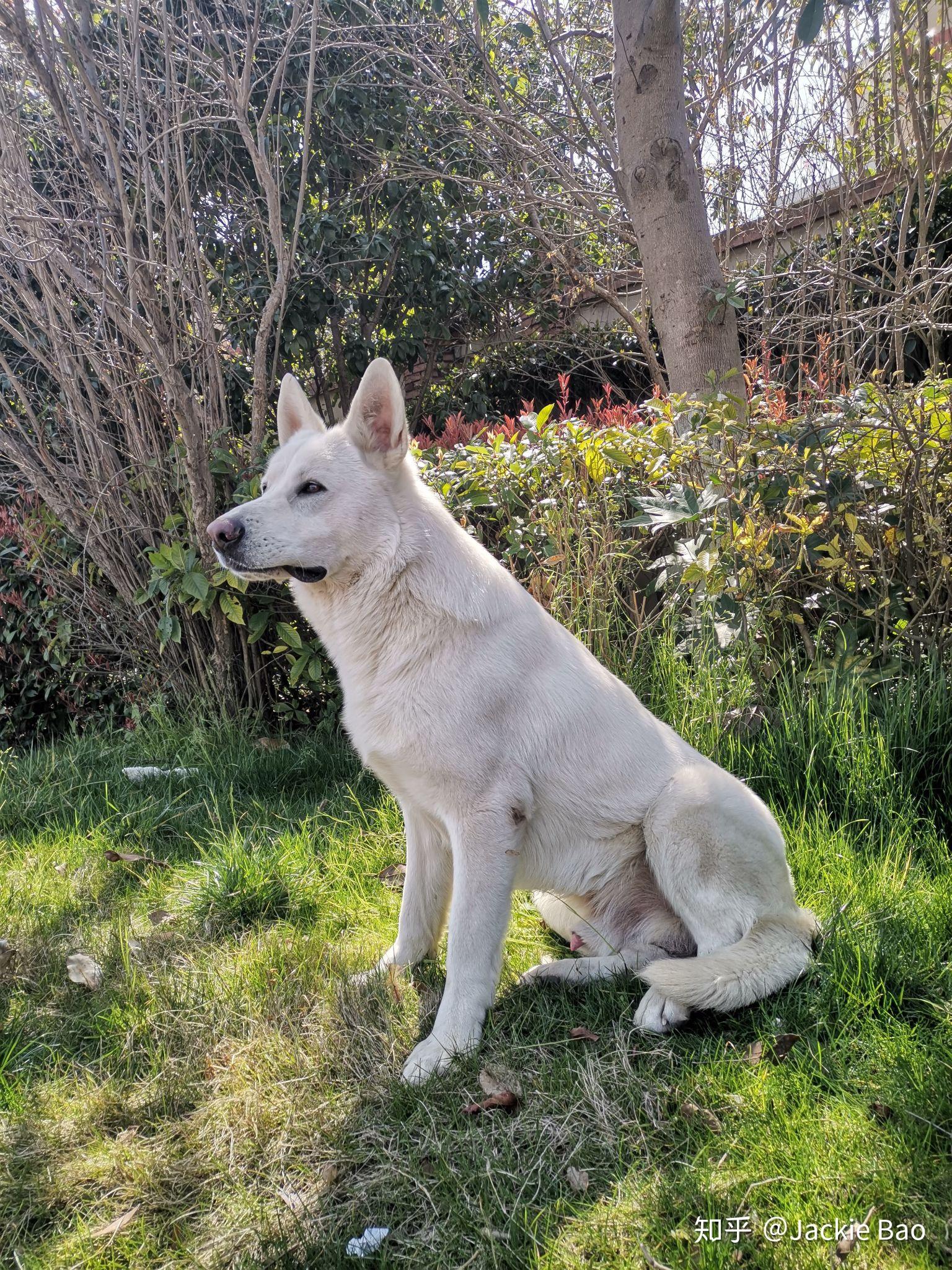 国内谁家有瑞士白色牧羊犬白德牧本人家在哈尔滨男孩两岁因品种少见