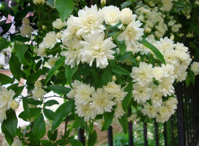 木香 别名 木香花 也是花界种植首选之一 分享一些栽培技巧 知乎