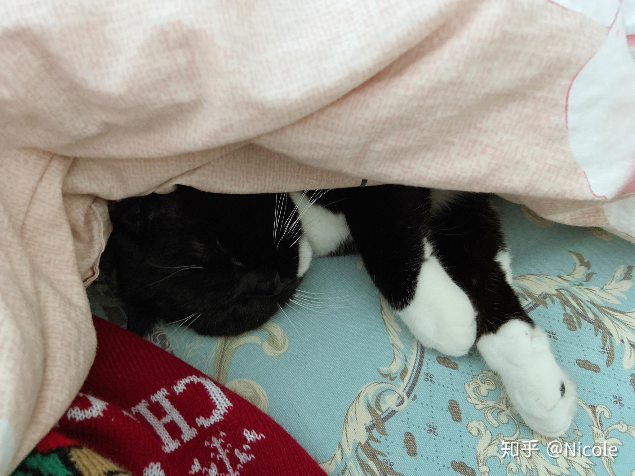 冬天被子里长出猫是怎样的体验?