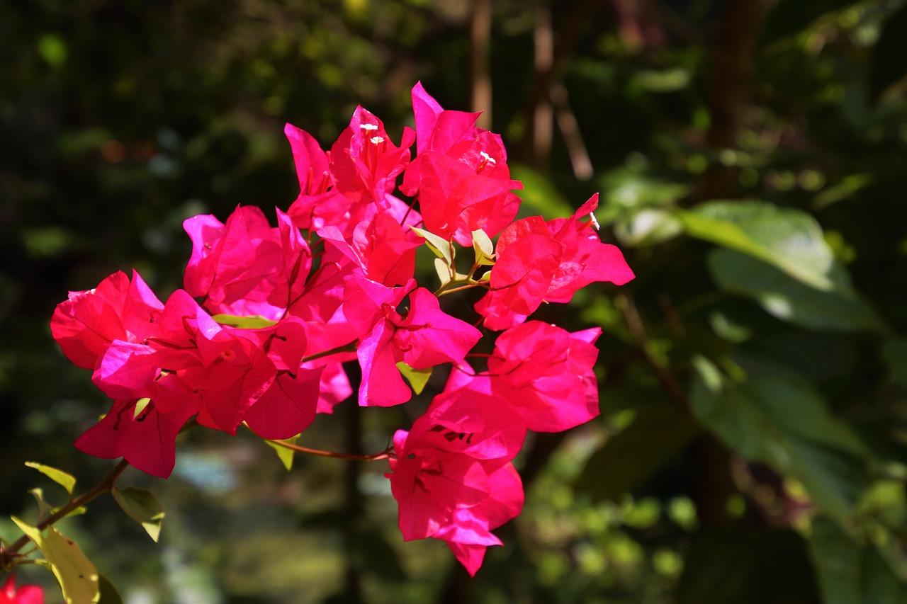 贵绿的意思是什么