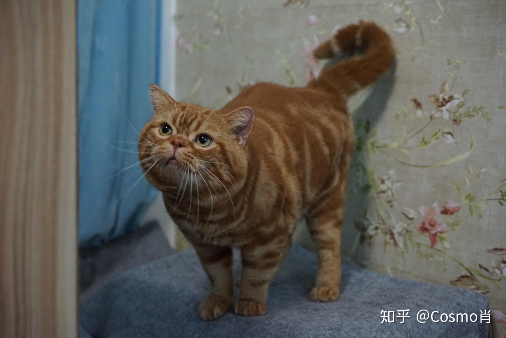 为什么美短红虎斑加白那么冷门