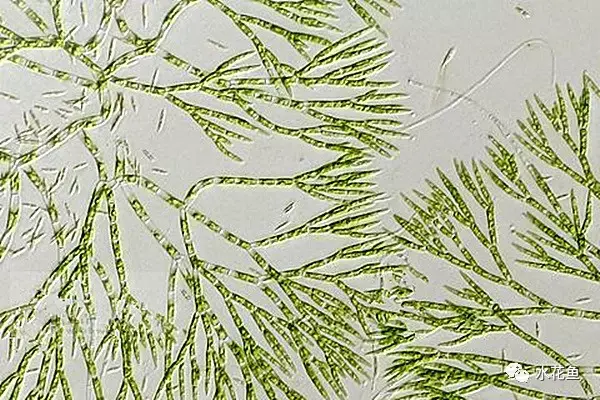 高清图谱(中):水体浮游生物——绿藻门浮游植物46种 - 知乎