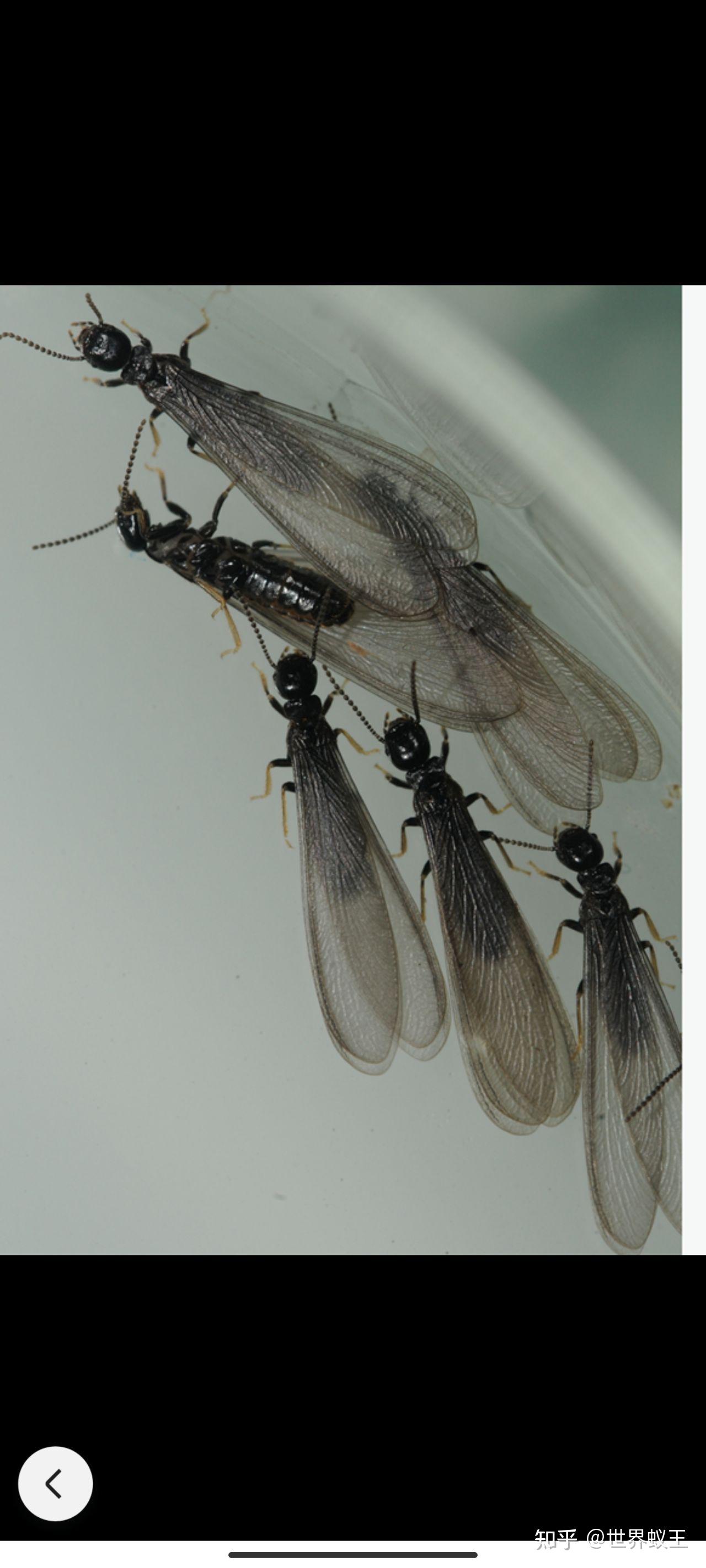 请问一下这是一种什么样的蚂蚁长大后有翅膀对房屋有破坏吗