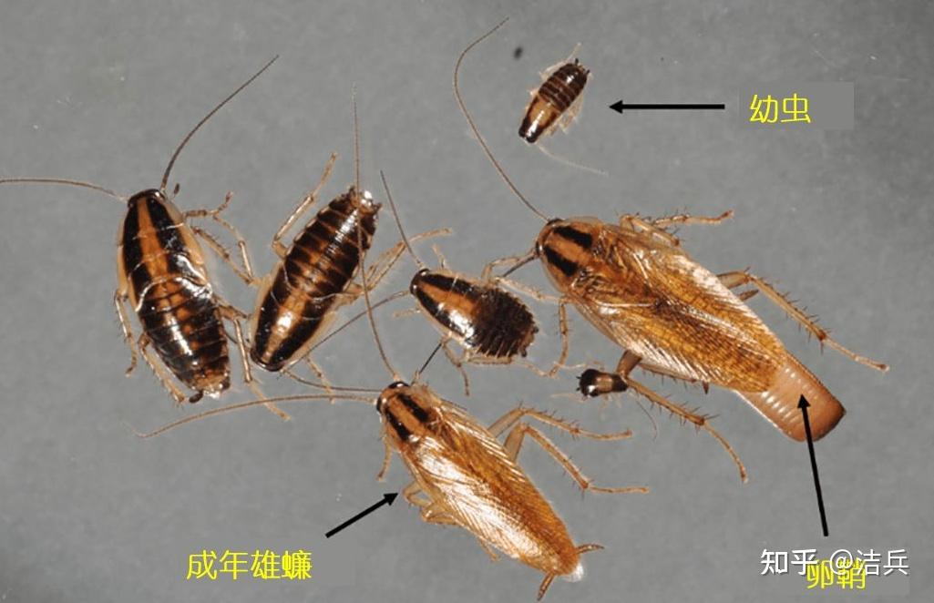 小蟑螂德国小蠊怎么杀