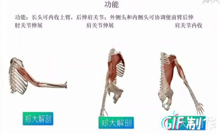 肱三头肌—网球肘 - 知乎
