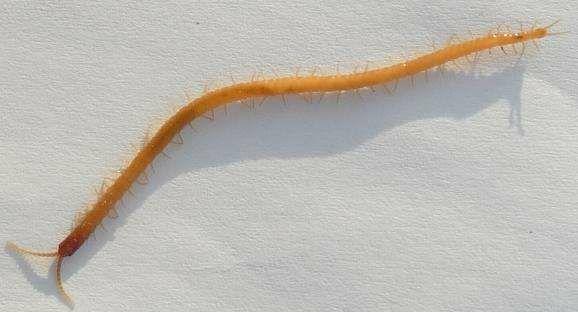 这是什么蜈蚣刚出生