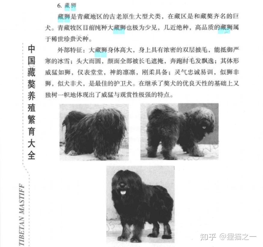 被人遗忘的藏狮！是比藏獒还凶猛的中华犬种，藏民心中的“神犬” - 知乎