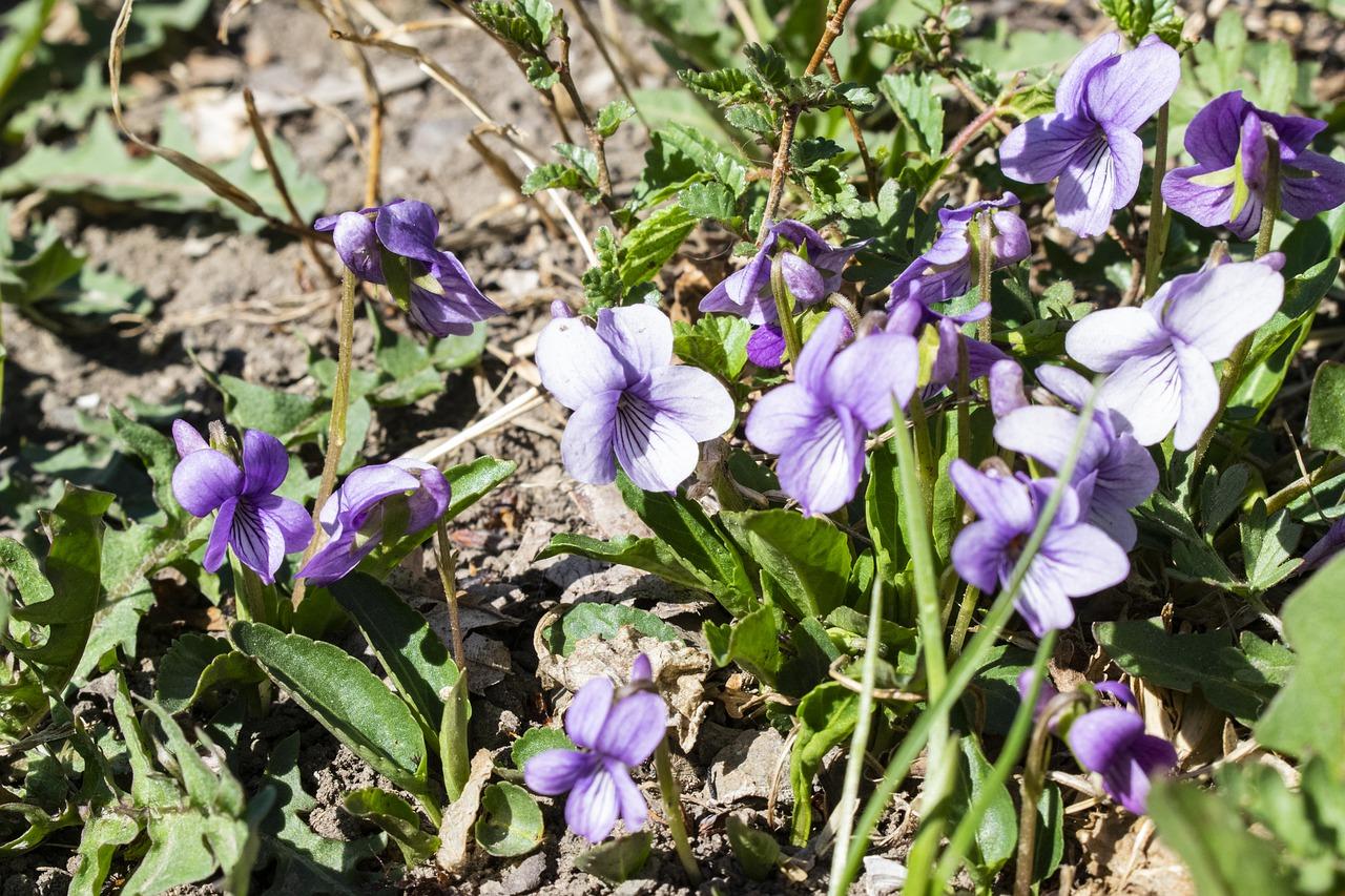 白色紫罗兰花语是什么