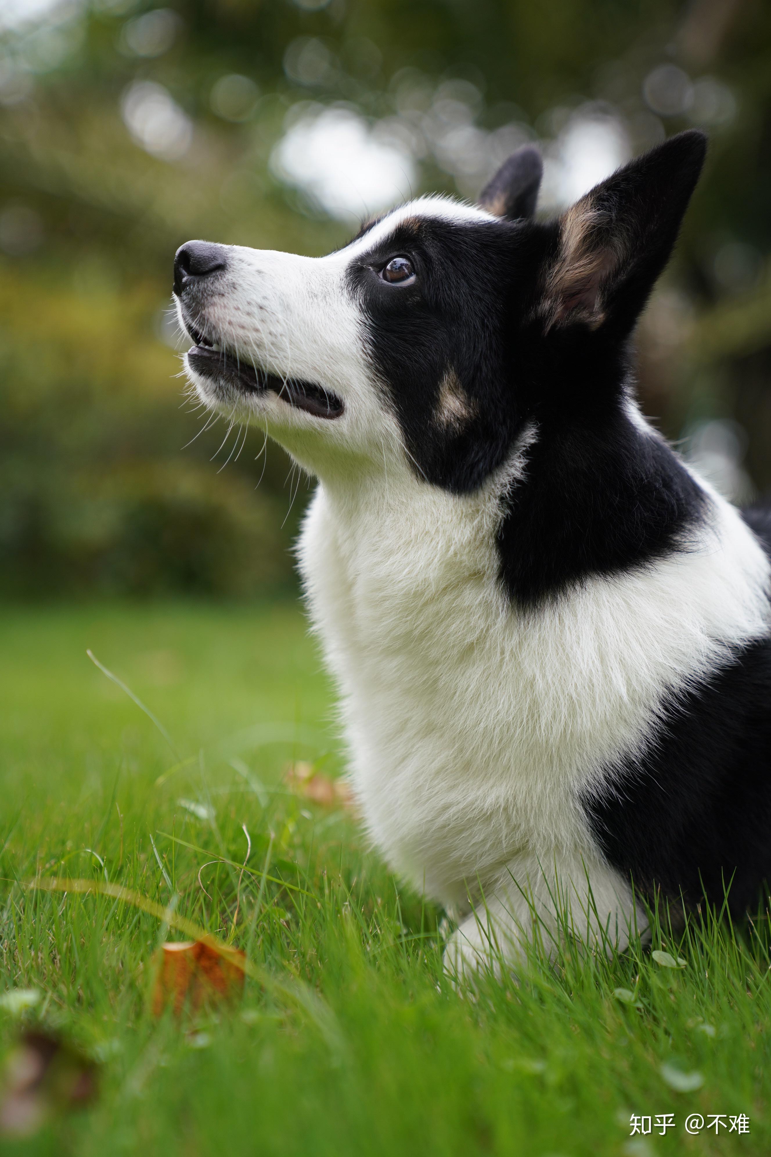 柯基,有黑白色的吗? - 知乎