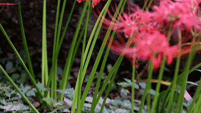 彼岸花开!成都周边这些网红赏花地,花期正盛!