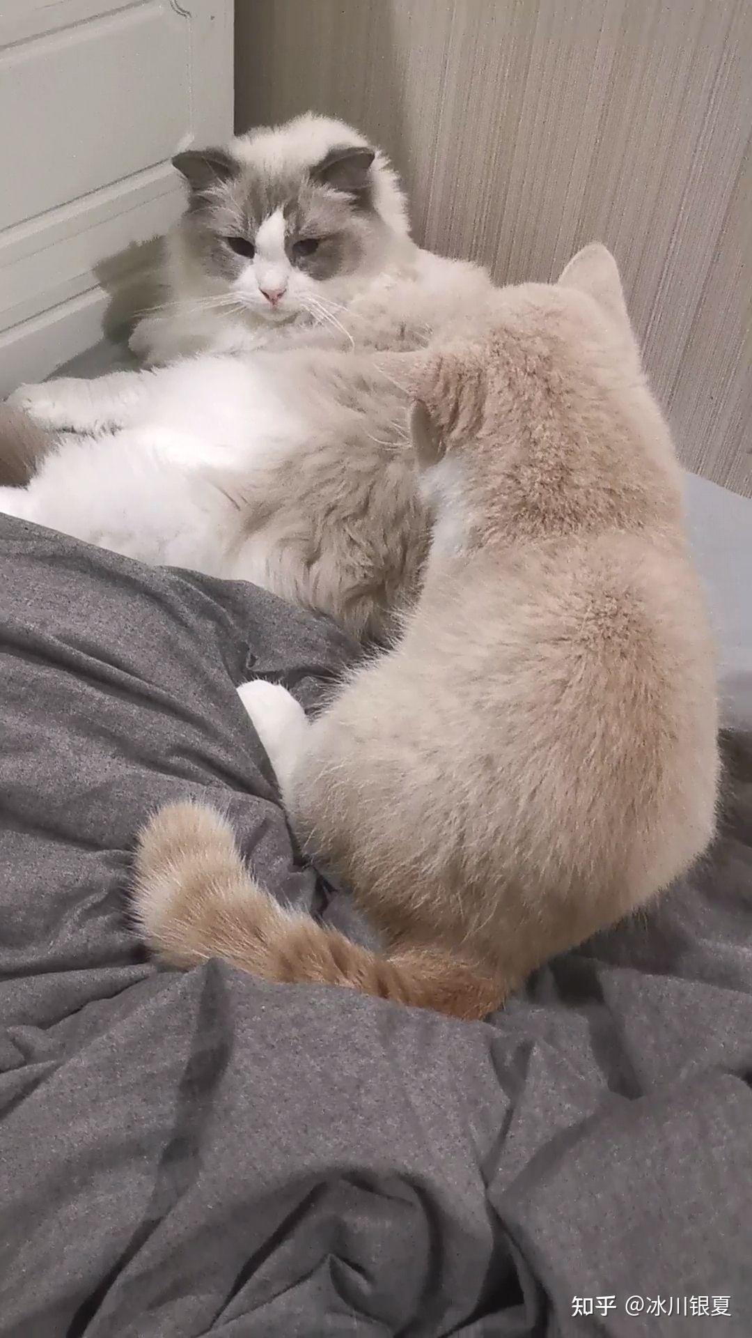 为什么大家都在说intp是猫? - 知乎