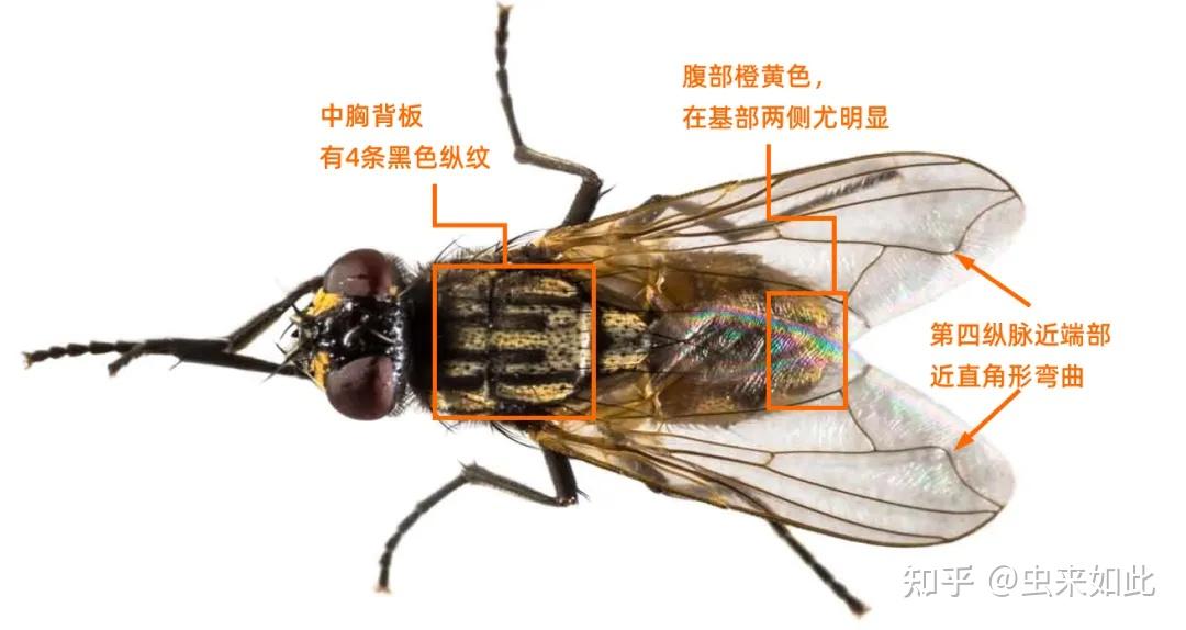 家蝇携带细菌超乎想象，这些要点你需要知道 - 知乎