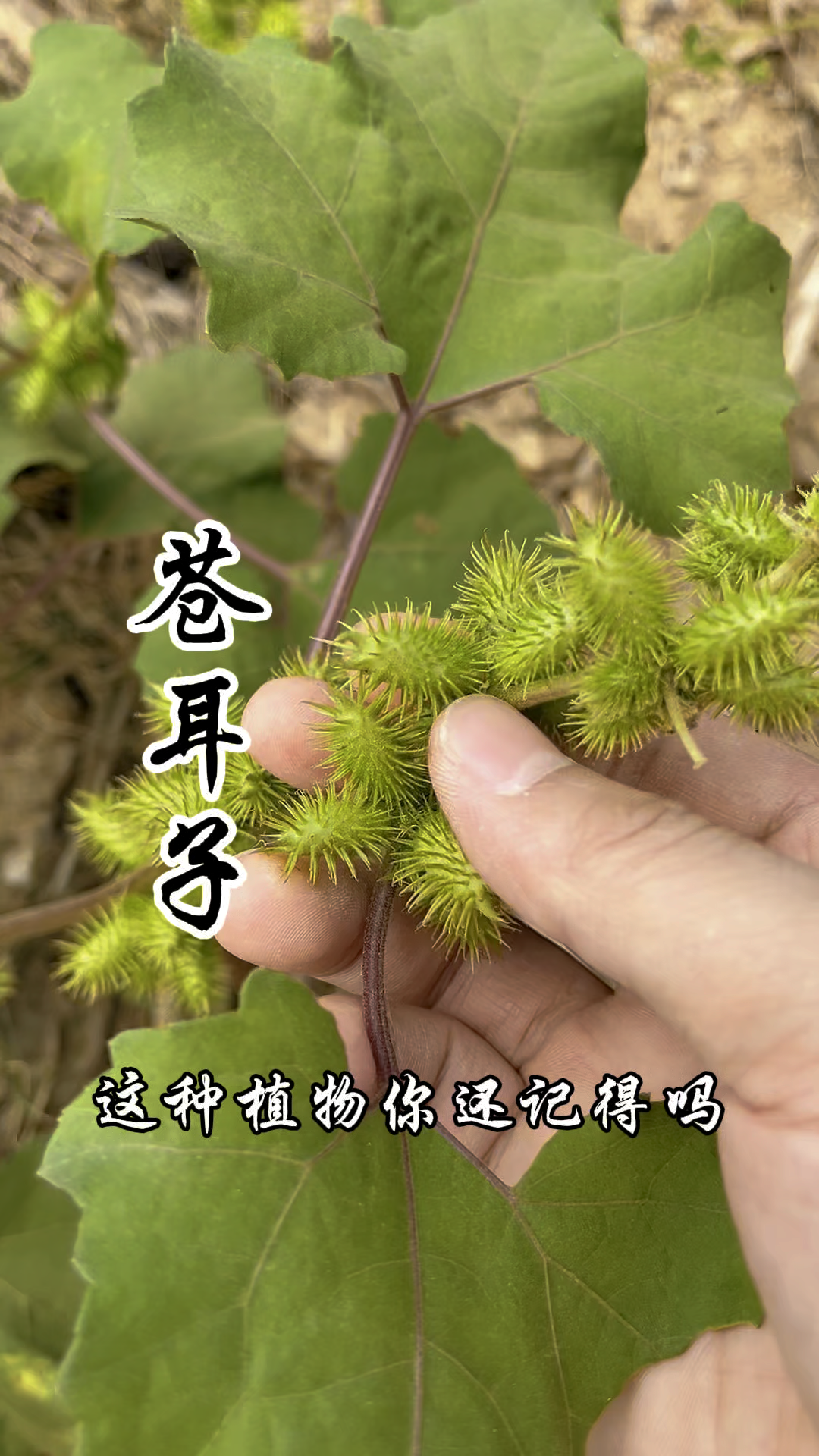 苍耳子,一种流氓植物!