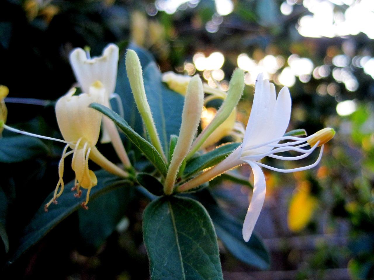 4. 金银花透气花盆