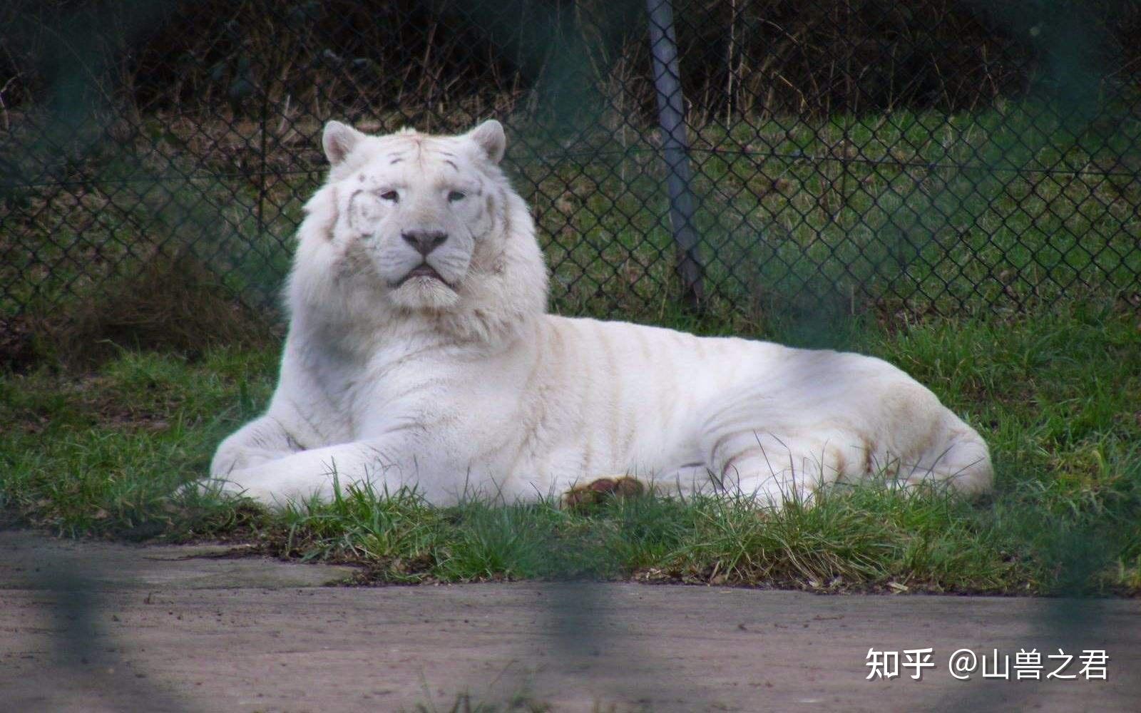 野生白化黄虎图片