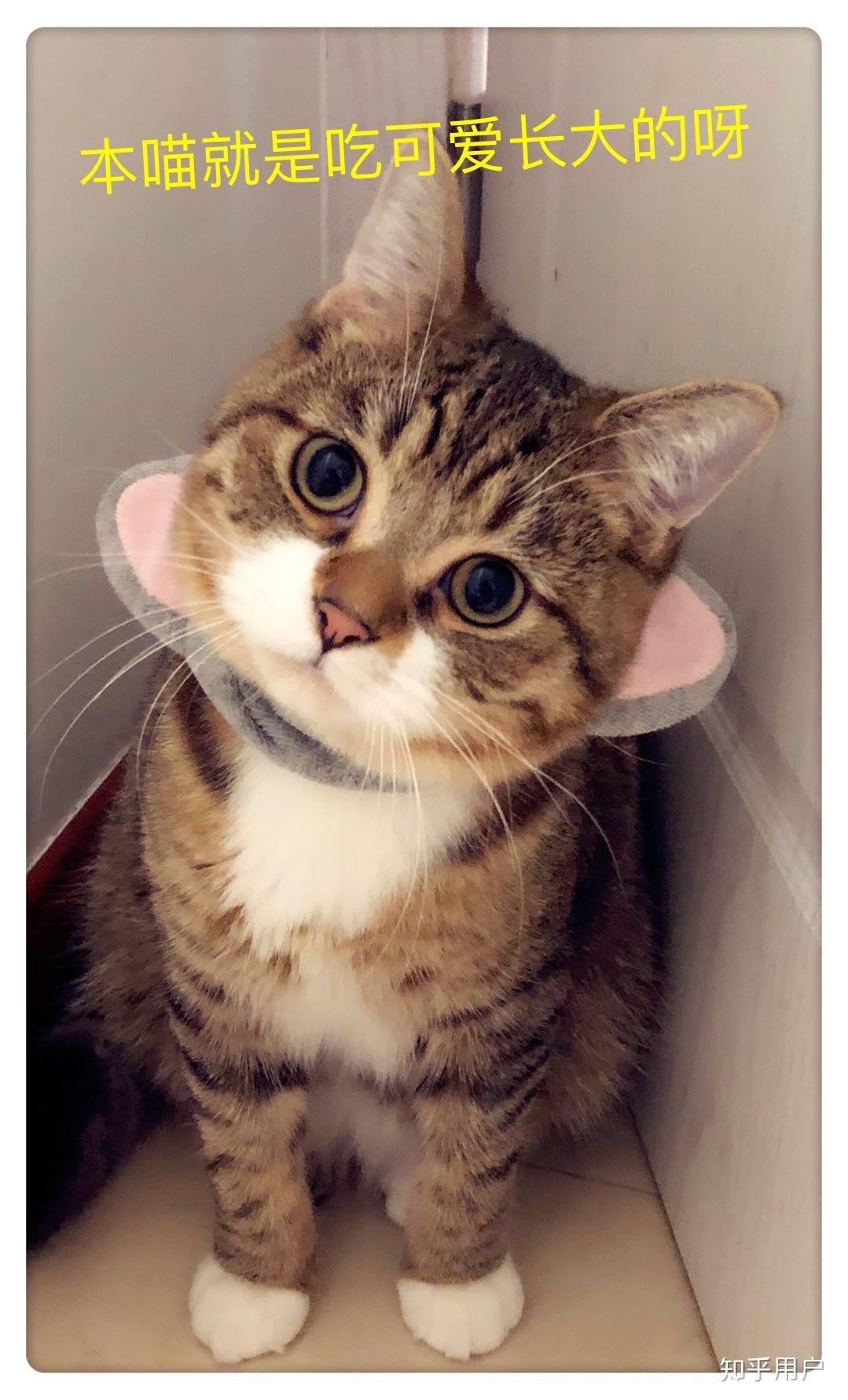 可以晒一下你家的白手套猫咪吗