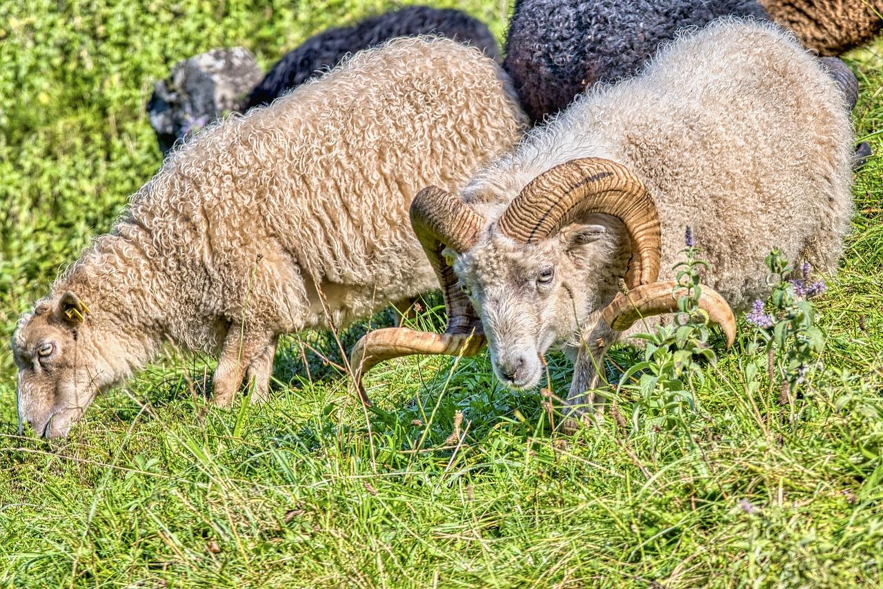 3. 属羊人风水植物