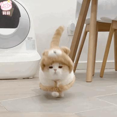 布偶猫咪豆包拿铁表情包丨穿衣服的兔子猫表情包