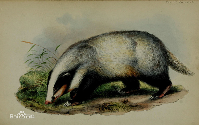 二十八星宿里的斗木獬壁水貐动物原型是什么