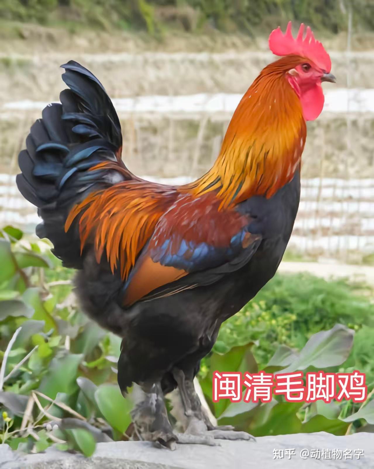 98图带你走进家鸡的世界,家鸡大全第二篇 - 知乎