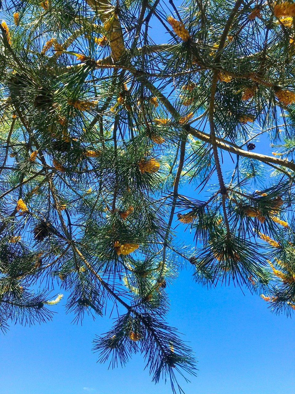 4. 松品牌历史沿革