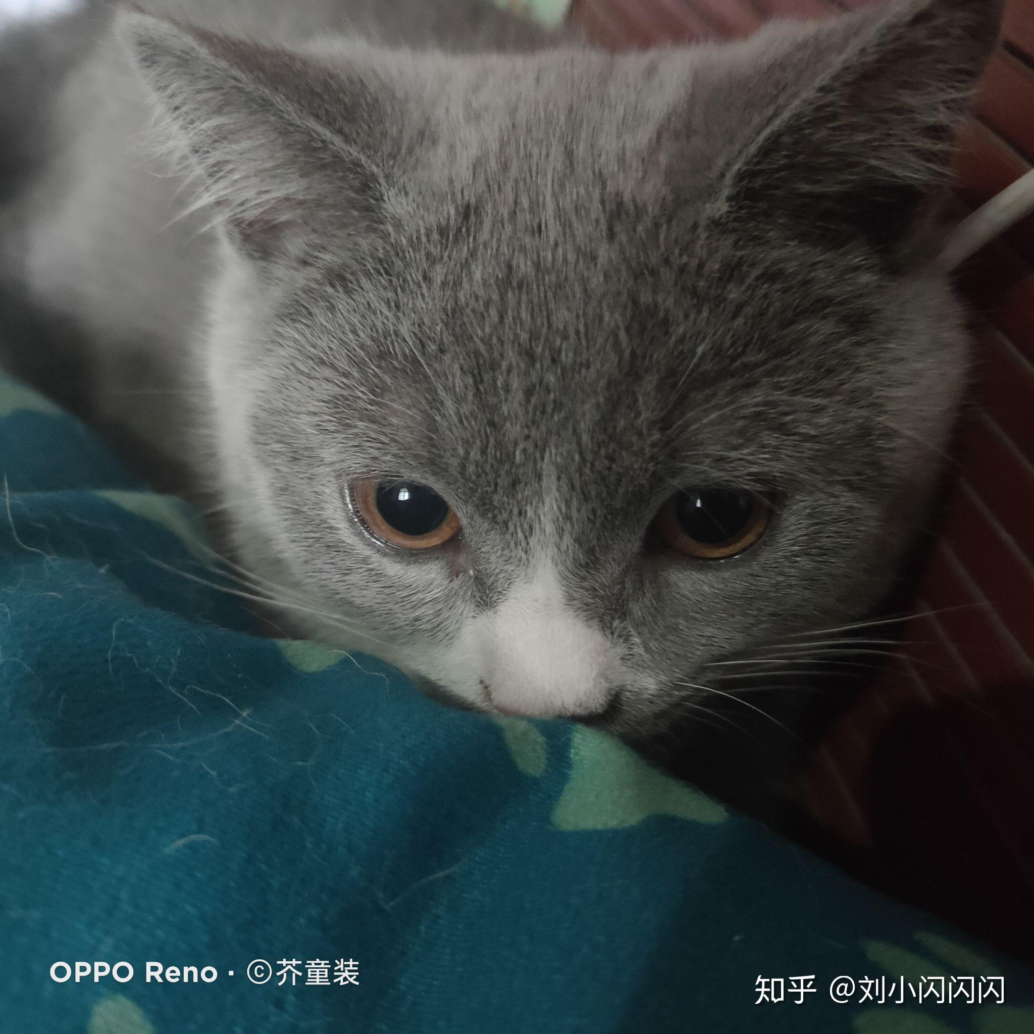 蓝猫眼睛几个月变色,现在三个月了 