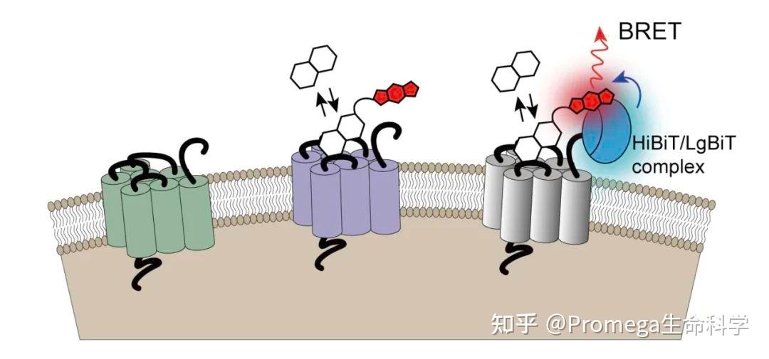 Hibit Detect 技术 | 利用HiBiT标签与NanoBRET® TE技术研究GPCRs与配基结合 - 知乎