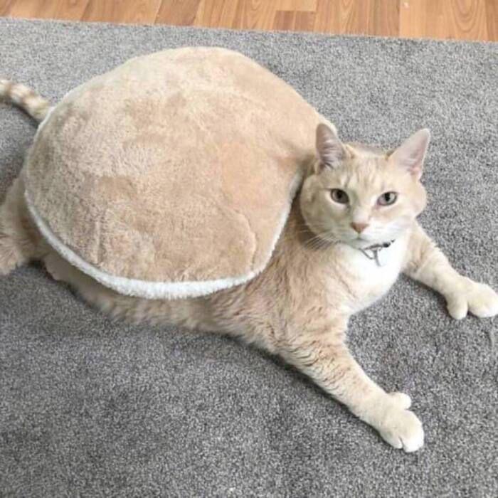 有没有一些既可爱又沙雕的女生头像