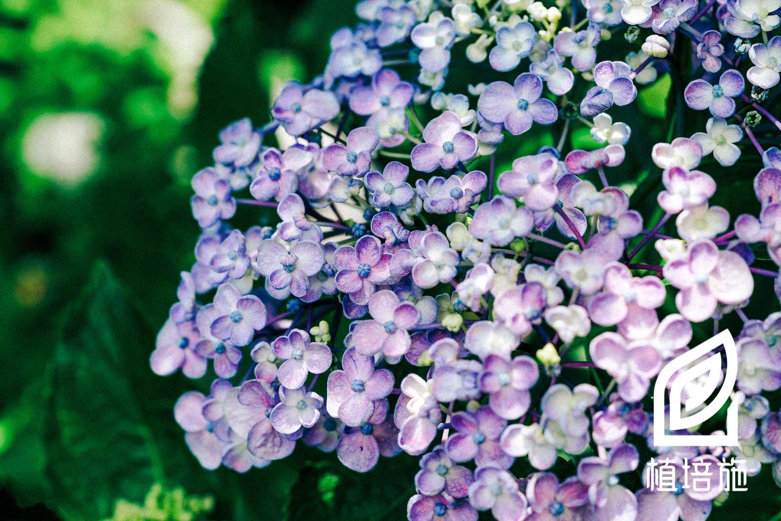 「植培施」八仙花Hydrangea macrophylla 落叶灌木类栽培手册 - 知乎