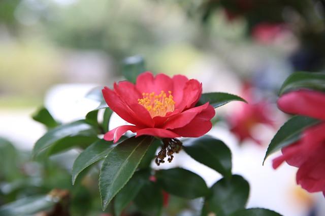 山茶花十二种花型 总有一款打动你 知乎