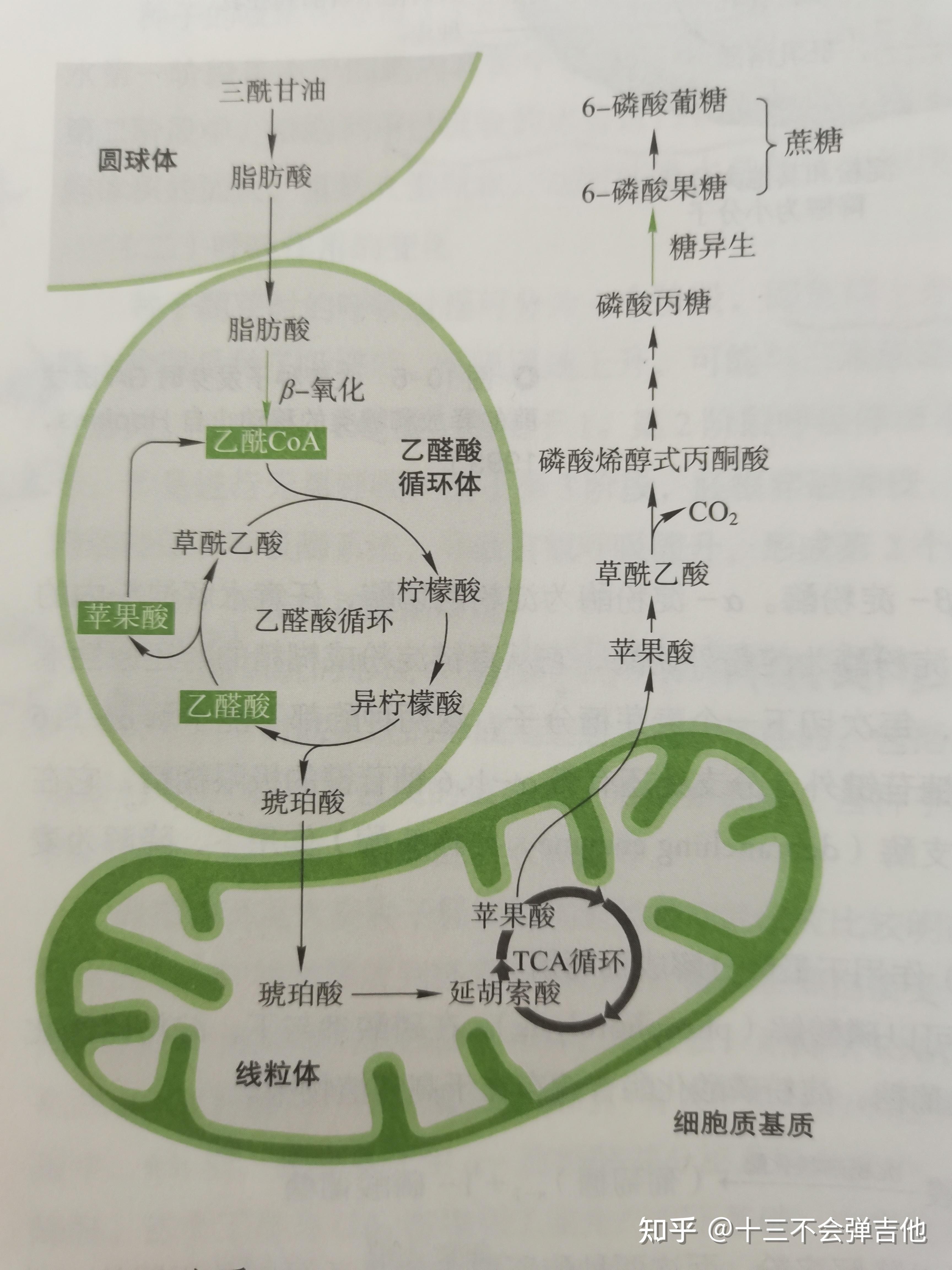 甘油进行糖异生要越过几个能障?经过几个底物循环 知乎