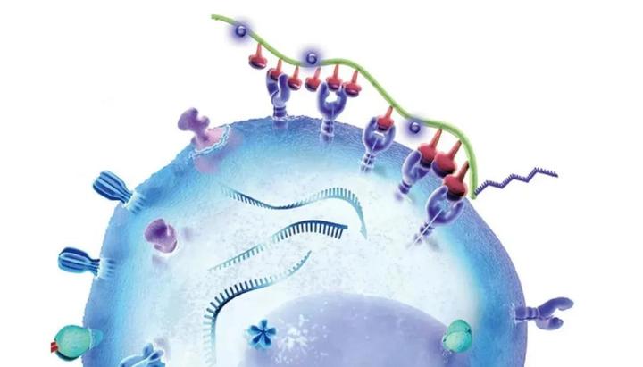 抗原指哪些物质?细菌、病毒等都可以作为抗原吗?快进来了解一下吧! 知乎