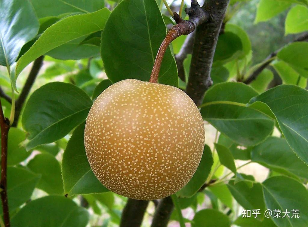 沙梨有什么食用功效