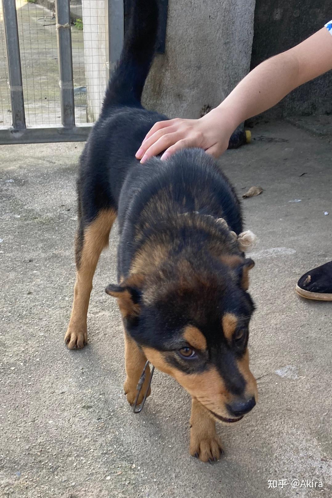 请大家晒晒自家可爱的土狗或者串串狗,有吗有吗? - 知乎