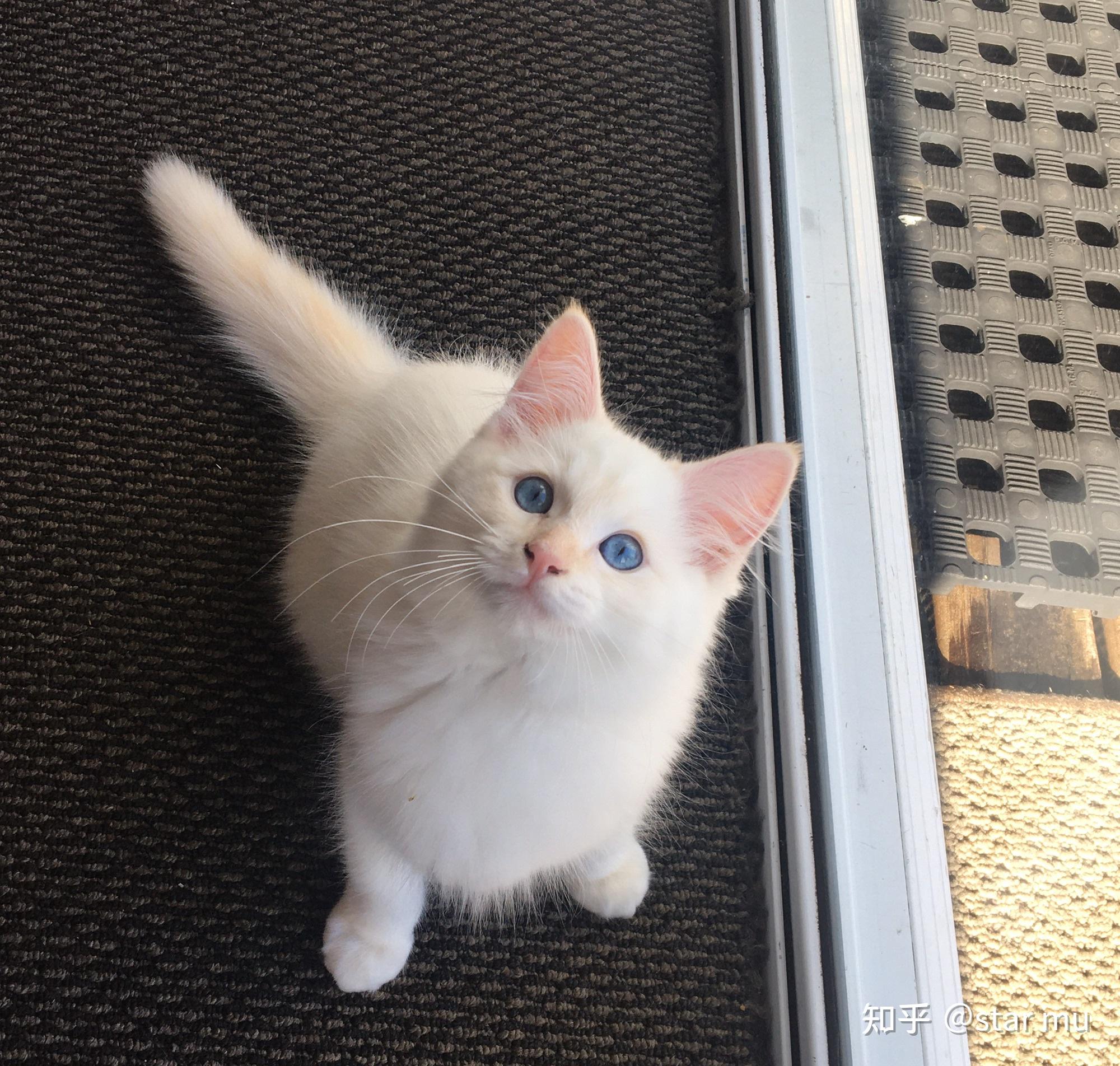 有没有纯白色的布偶猫